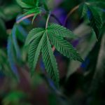 Купить семена конопли в Украине: преимущества и особенности выращивания image_371.jpg