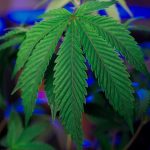 Использование семян конопли в качестве насадки для ловли рыбы image_373.jpg