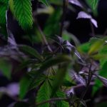 Провоз семян марихуаны через границу image_375.jpg