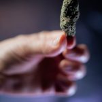 Семена конопли Auto Dinamex feminised от Dinafem Seeds image_431.jpg