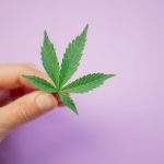 Размер семян конопли и их использование image_433.jpg