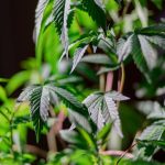 Полезные свойства конопляных семян и способы их приобретения почтой image_44.jpg