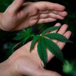 Полезные свойства и применение конопляного семени image_444.jpg