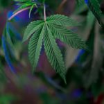 Семена конопли в России image_483.jpg