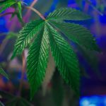 Семена конопли масленичных полезные свойства и применение image_485.jpg