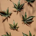 Семена конопли как эффективная прикормка для рыбалки image_498.jpg