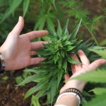 Лечебные свойства семян конопли image_527.jpg