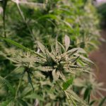 Купить семена конопли в Тамбове: где и как выбрать надежного продавца image_533.jpg