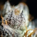 Преимущества и покупка семян конопли с доставкой в Санкт-Петербурге image_534.jpg