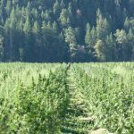 Законодательство и последствия обнаружения семян конопли image_547.jpg