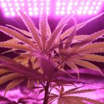 Семена конопли White Widow x Great White Shark feminised от Ganja Seeds image_87.jpg