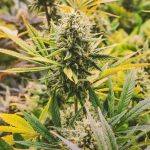 Выращивание семян конопли: подготовка, процесс и сбор урожая images12.jpg