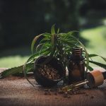 Семена марихуаны из Голландии качество и разнообразие сортов images120.jpg