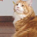 Марихуана семена банк: преимущества и выбор подходящего банка семян images121.jpg