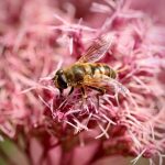 Автоцветущие Семена Конопли Особенности Выращивания и Ухода images137.jpg