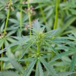 Сорт конопли Auto Pineapple от Ganja Seeds images14.jpg