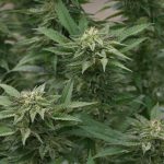 Преимущества сайта продаж семян конопли images149.jpg