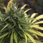 Семена конопли Auto Haze Gom feminised от Ganja Seeds images25.jpg