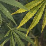 Оборудование для обработки семян конопли images251.jpg