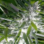 Купить Семена Быстрорастущей Конопли и Особенности их Выращивания images254.jpg