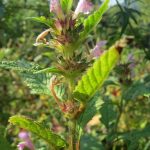 Семена конопли из Голландии как суперфуд и их преимущества images267.jpg