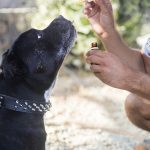 Покупка семян марихуаны онлайн: как выбрать надежного продавца и получить качественный урожай images269.jpg