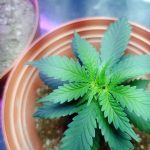 Семена конопли полезные свойства и питательная ценность images28.jpg