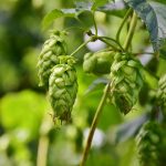 Использование семени конопли в прикорме для животных images299.jpg