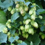 Семена конопли Auto S.A.D. Sweet Afgani Delicious feminised от компании Ganja Seeds images308.jpg