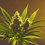 Семена конопли Meringue feminised от Dutch Passion Seeds images31.jpg