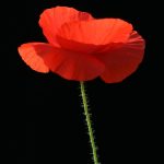 Семена конопли Auto Russian Rocket Fuel от Ganja Seeds images315.jpg