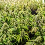 Семена конопли Super OG Kush feminised от Pyramid Seeds images323.jpg