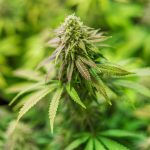 Продажа семян марихуаны в Москве: правовые нюансы и возможные применения images332.jpg