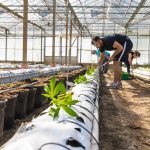 Автоцветущие и фотопериодные семена конопли: основные различия и выбор для гроверов images362.jpg