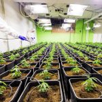 Преимущества и применение семян конопли поштучно images366.jpg