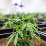 Семена конопли Hash Plant regular от Ganja Seeds images375.jpg