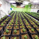 Как правильно выбрать и заказать семена конопли images376.jpg