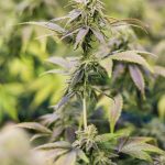 Заказ конопляных семян: преимущества и рекомендации images378.jpg