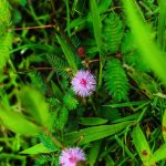 Семена конопли Auto Night Queen feminised от Dutch Passion Seeds images381.jpg