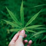 Семена конопли Blue Mango feminised от Ganja Seeds images386.jpg