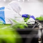 Сайты семена марихуаны особенности и преимущества использования images391.jpg