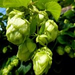 Преимущества и покупка семян конопли по выгодным ценам images394.jpg