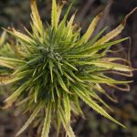 Сорт конопли Royal Domina feminised от Royal Queen Seeds images40.jpg