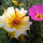 Использование конопляных семян на рыбалке images400.jpg