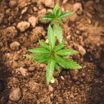 Приобретение семян конопли в Петербурге: варианты и рекомендации images409.jpg