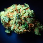 Прорастание семян конопли подробное руководство images426.jpg