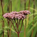 Замачивание семян конопли перед посевом преимущества и инструкция images430.jpg