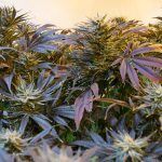 Проращивание семян конопли images435.jpg