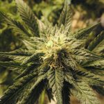 Семена конопли Acid regular от Ganja Seeds images443.jpg