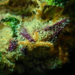 Семена конопли Kukulkan feminised от Pyramid Seeds images462.jpg